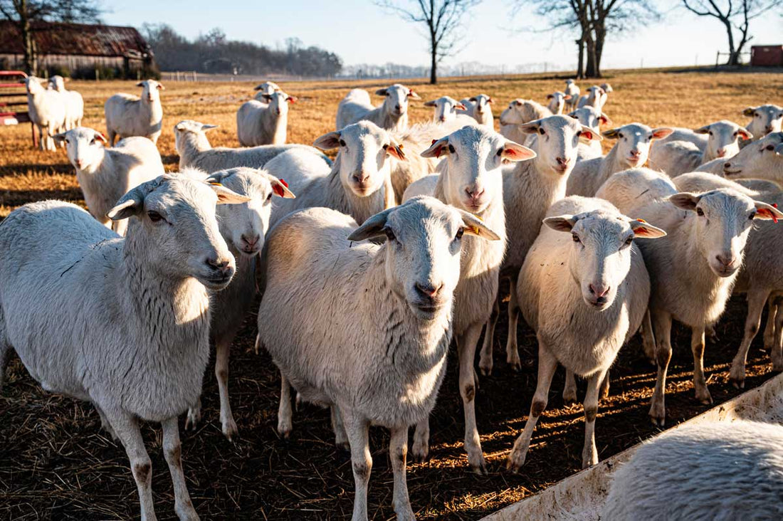 Why It Is Important to Choose Grass-Fed Lamb